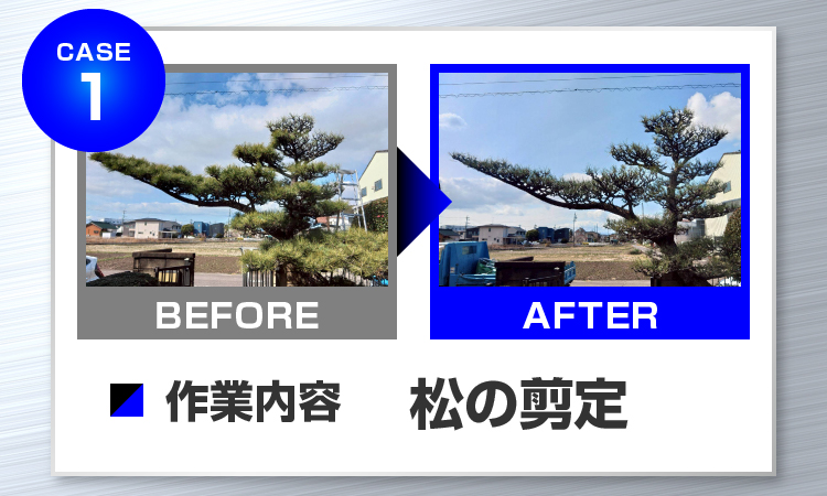 CASE1 作業内容 松の剪定